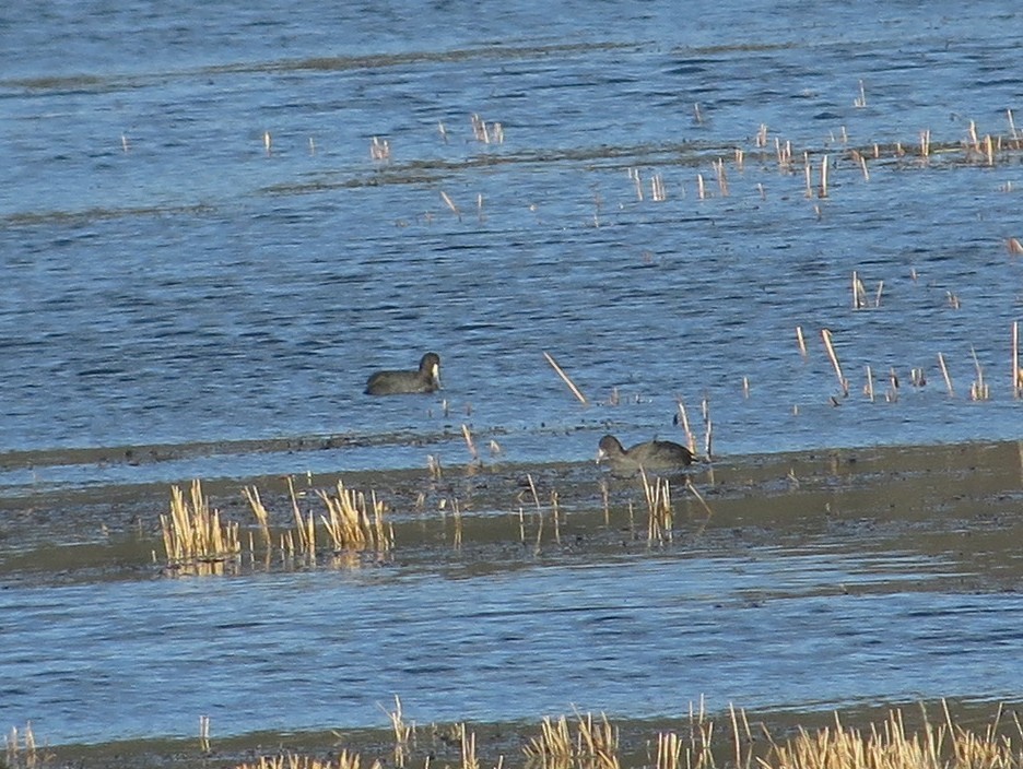 American Coot - ML75297611