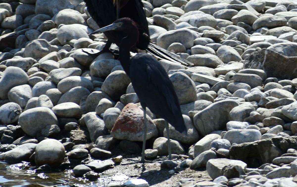 Little Blue Heron - ML75298551