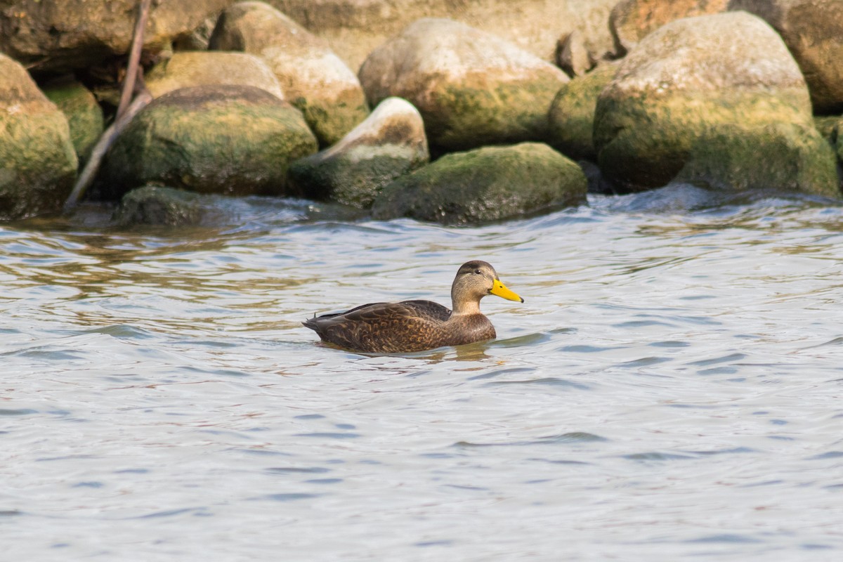 American Black Duck - Kris Perlberg