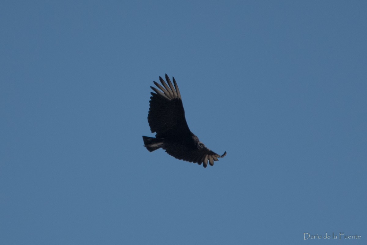 Black Vulture - Darío de la Fuente - Chilean Nature