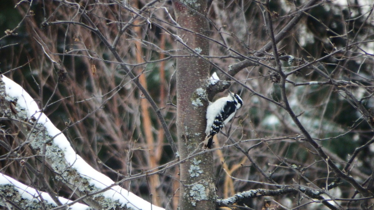 Downy Woodpecker - ML75300901