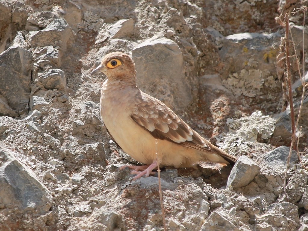 Bare-faced Ground Dove - Rutger Koperdraad