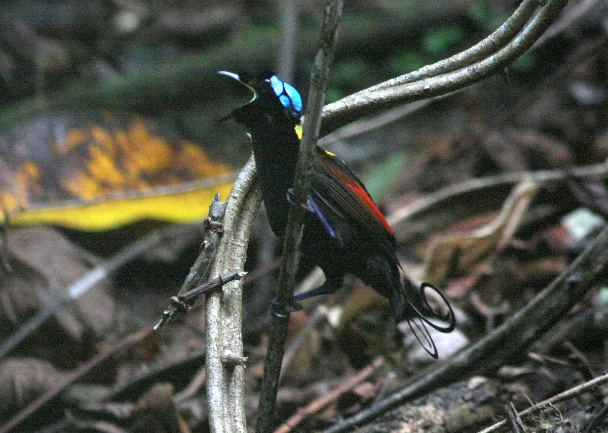 Wilson's Bird-of-Paradise - ML75301571