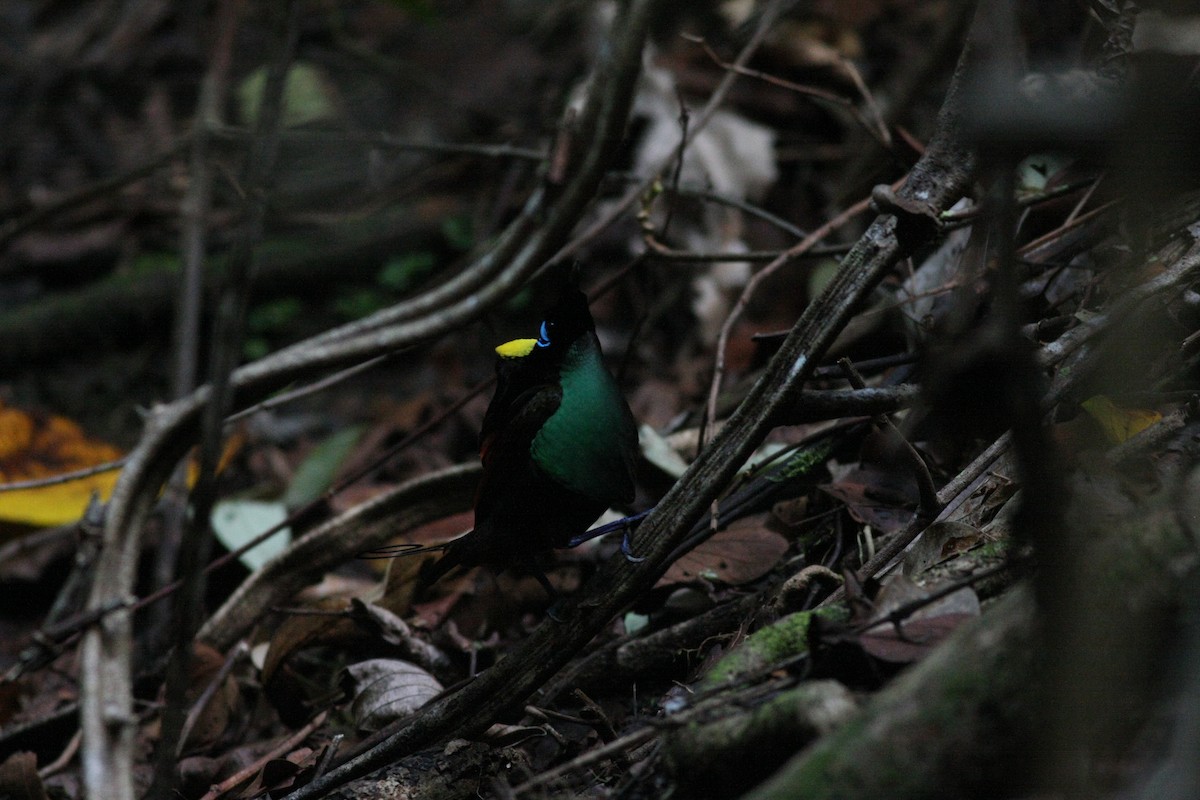 Wilson's Bird-of-Paradise - ML75301621