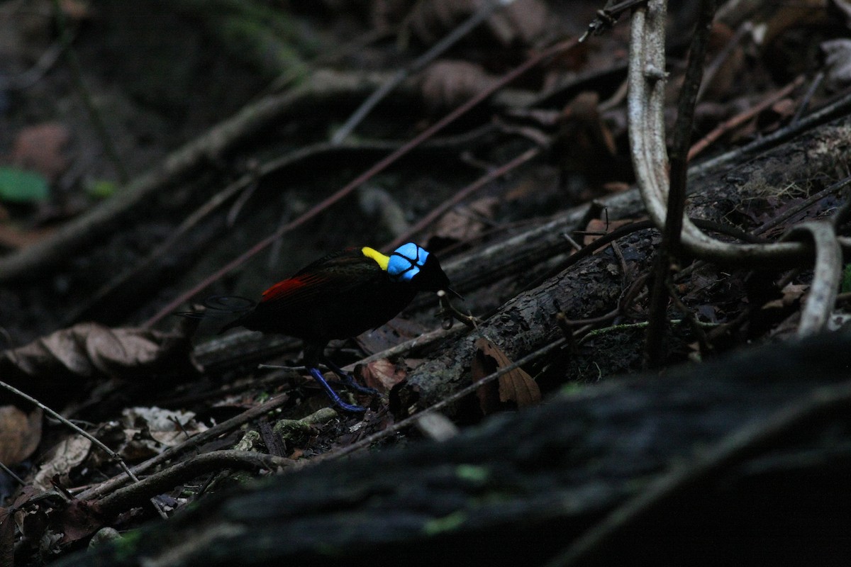 Wilson's Bird-of-Paradise - ML75301631