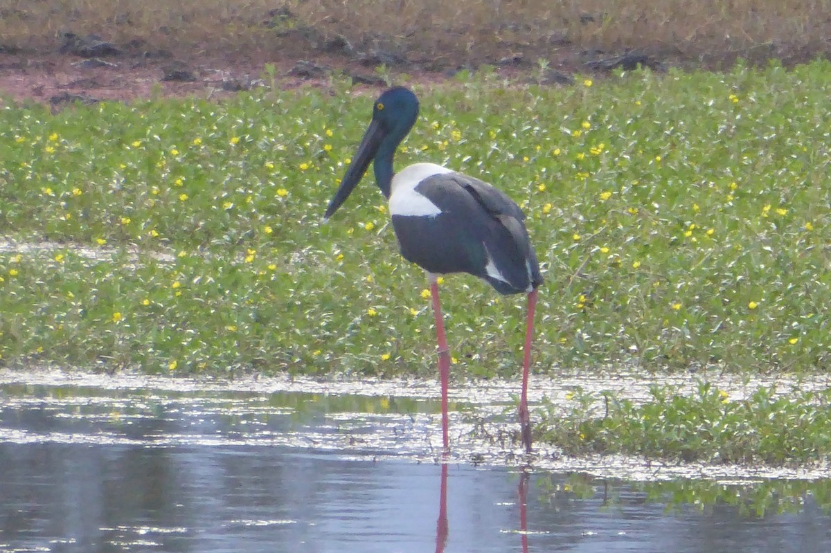 Black-necked Stork - ML75301721