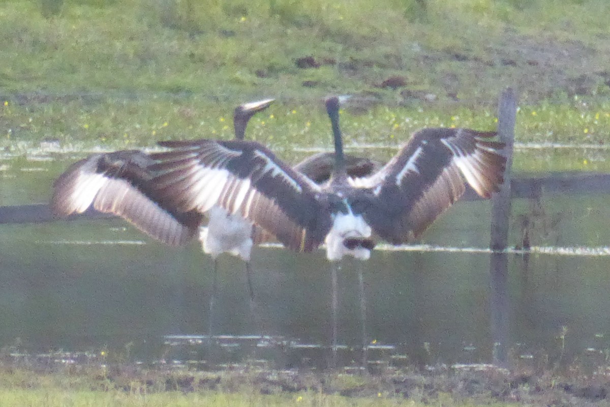 Black-necked Stork - ML75301821