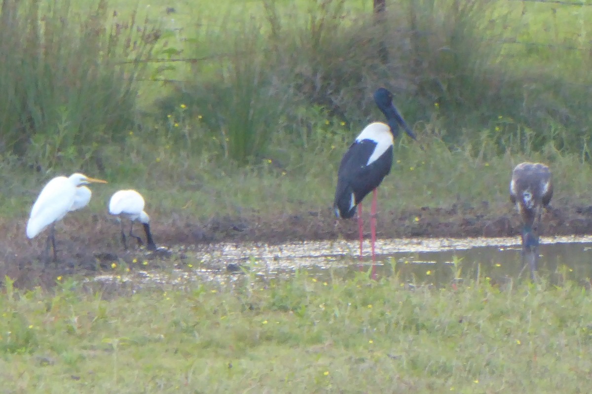 Black-necked Stork - ML75301911