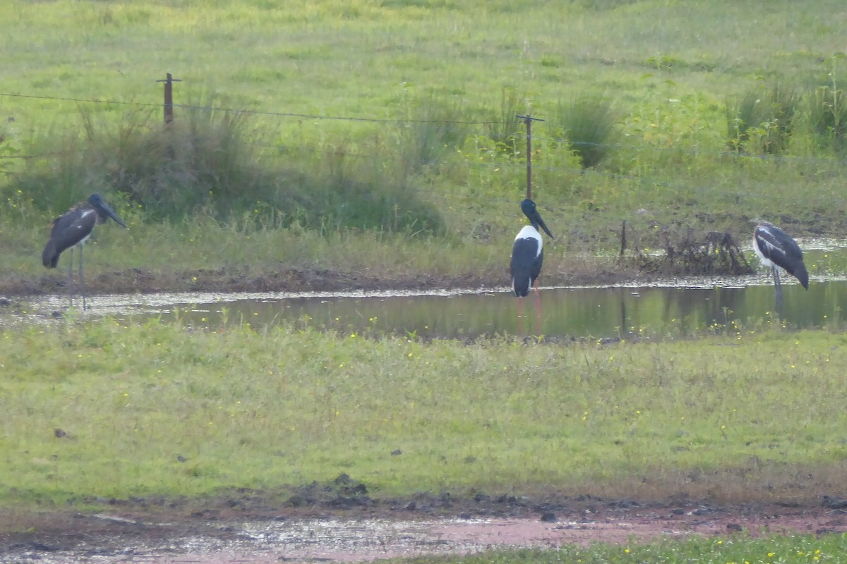 Black-necked Stork - ML75302261