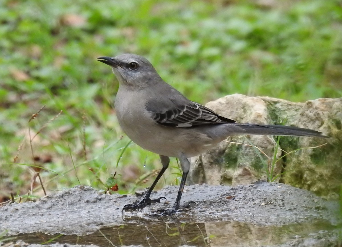 Northern Mockingbird - ML75303331