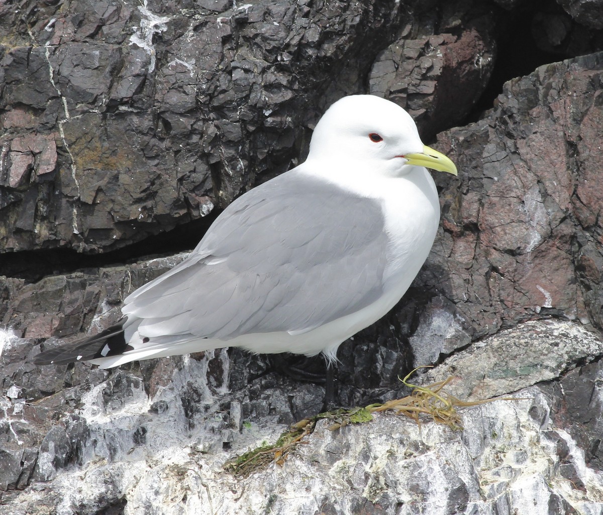 Black-legged Kittiwake - Shawn Billerman