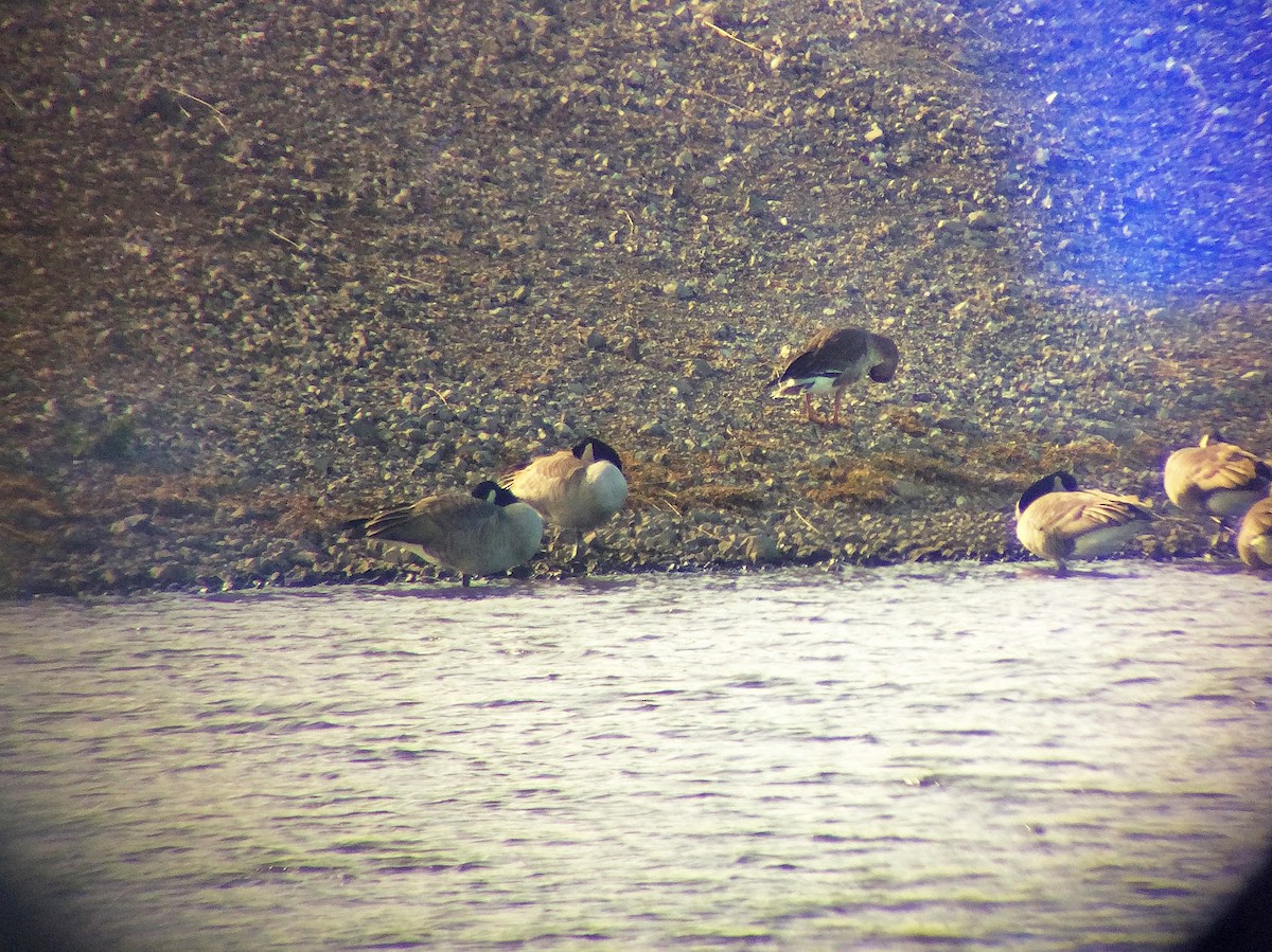 Greater White-fronted Goose - ML75305411