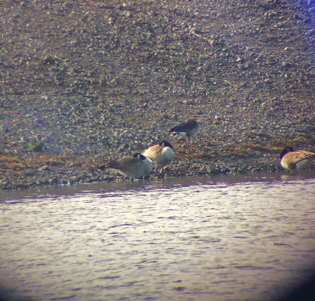 Greater White-fronted Goose - ML75305481