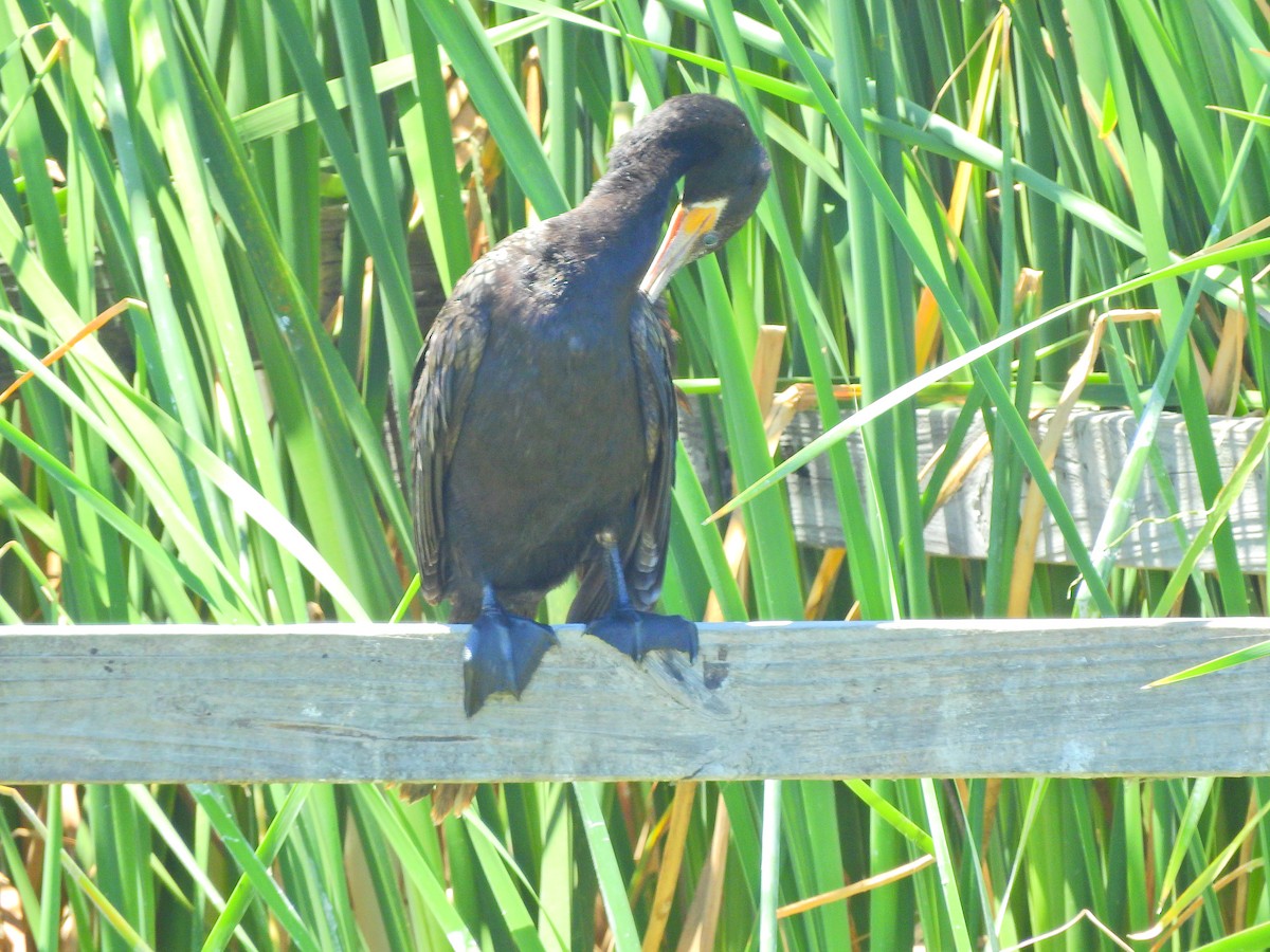 Neotropic Cormorant - ML75305631