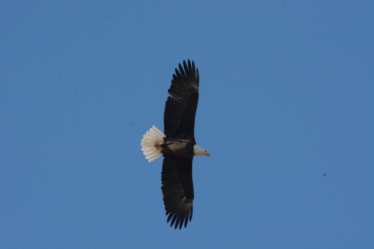 Bald Eagle - ML75306111