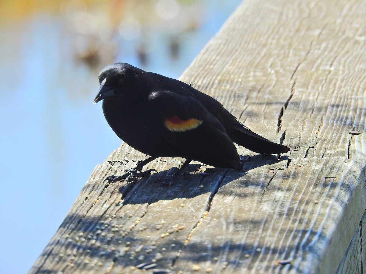 Red-winged Blackbird - ML75306761