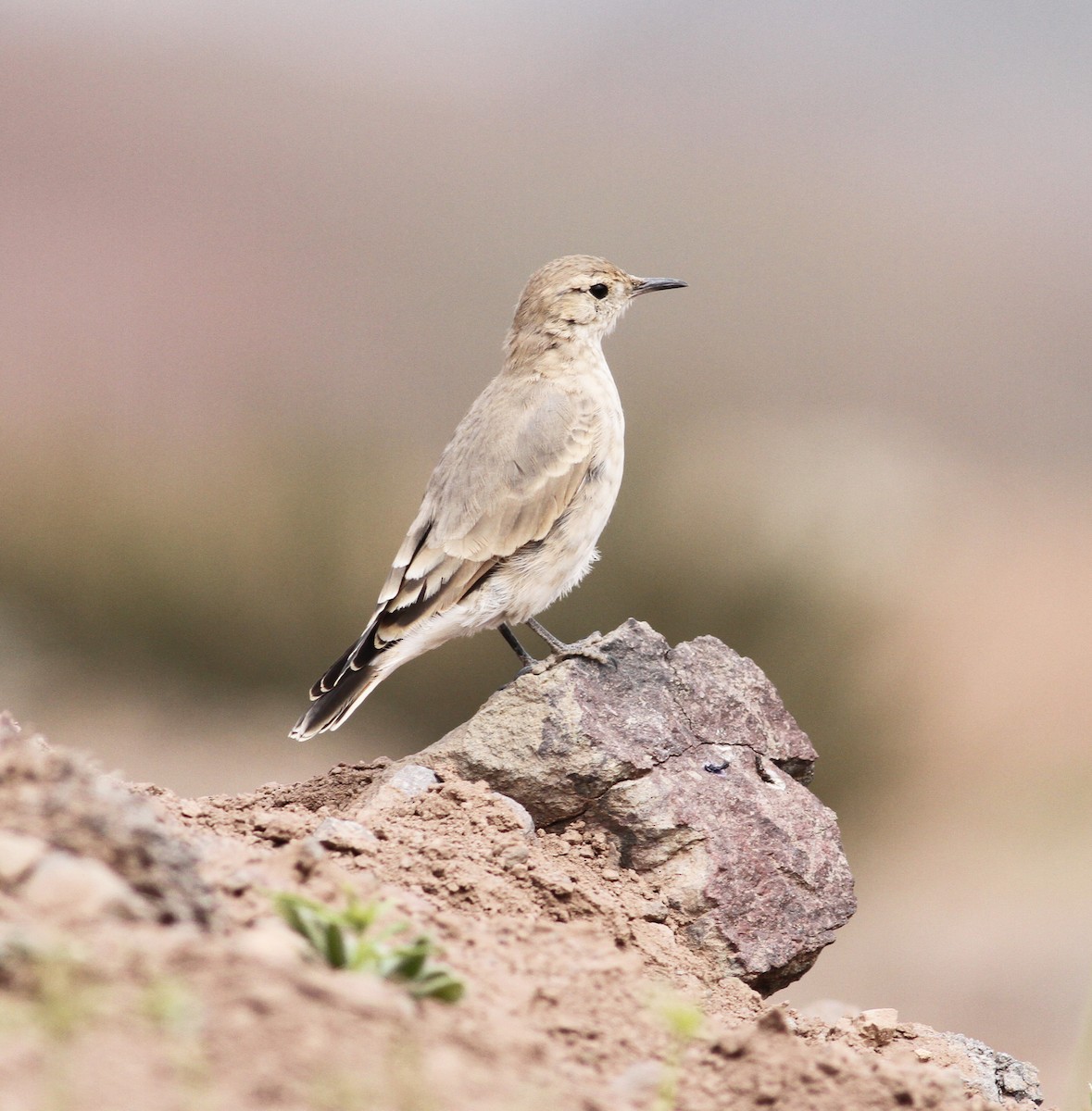 Creamy-rumped Miner - Cindy Franklin