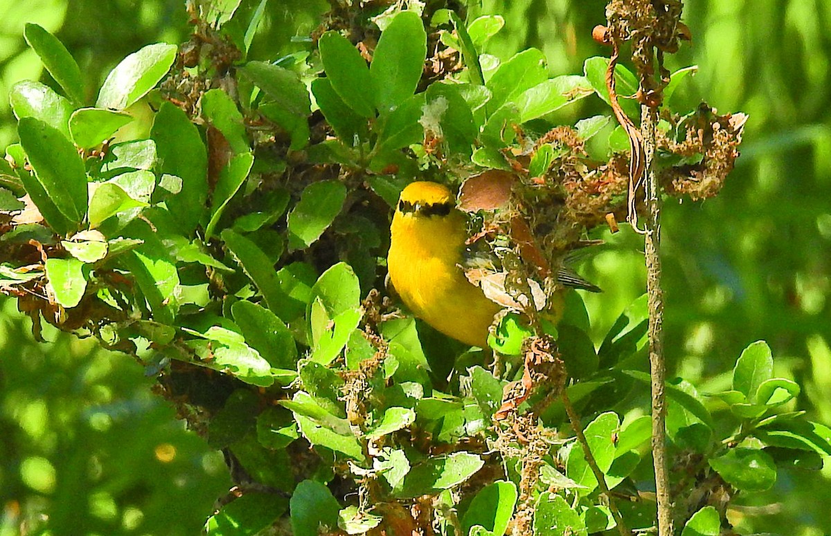 Blue-winged Warbler - ML75306841