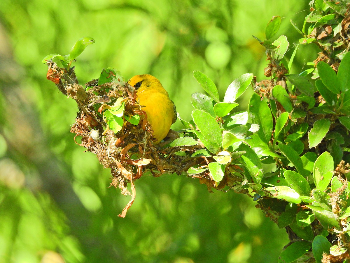 Blue-winged Warbler - ML75307061