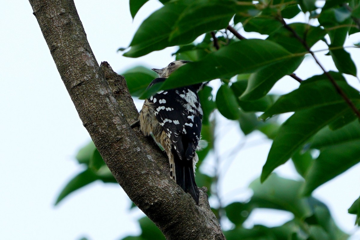 Gray-capped Pygmy Woodpecker - ML75309391
