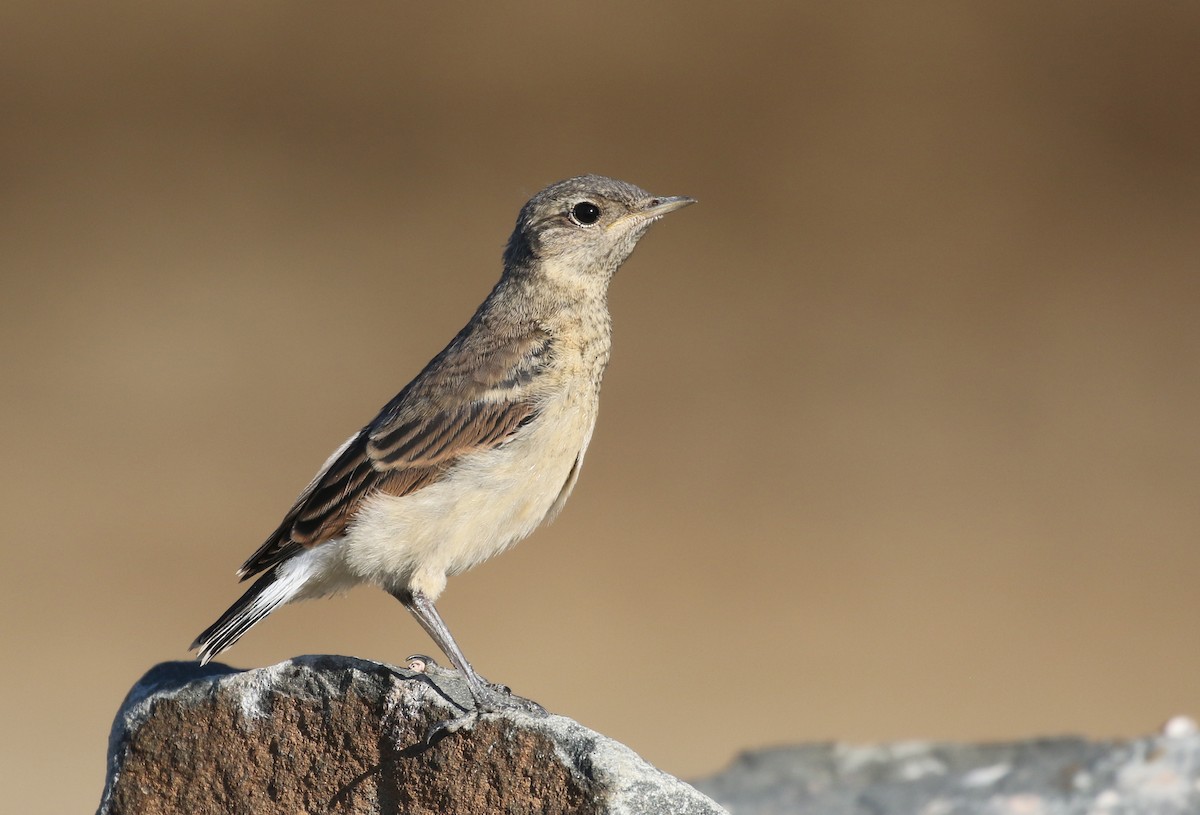 Northern Wheatear - ML75310661