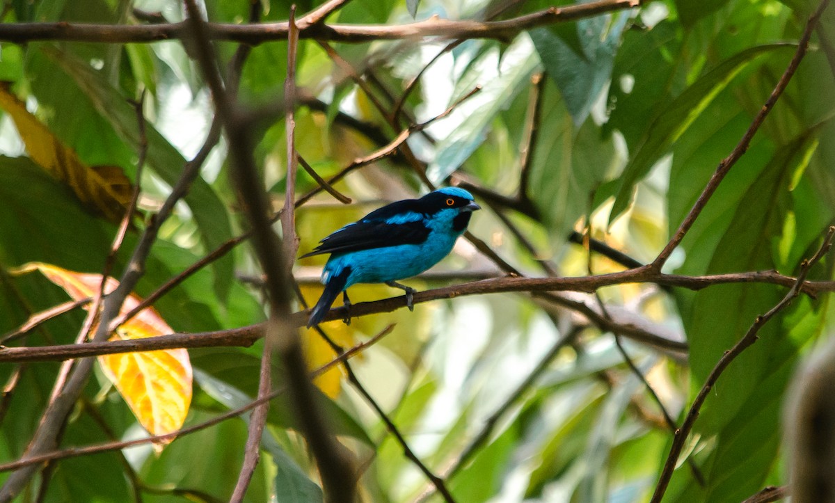 Turquoise Dacnis - David Monroy Rengifo