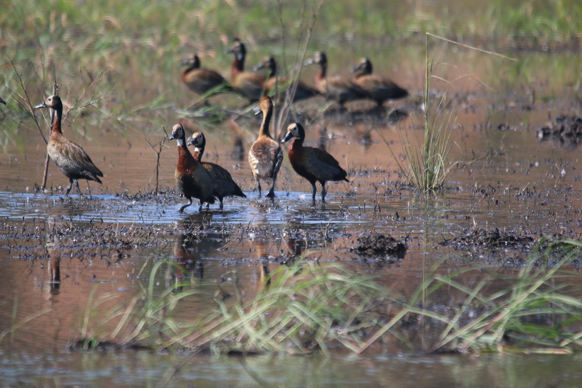 Fulvous Whistling-Duck - ML75310711