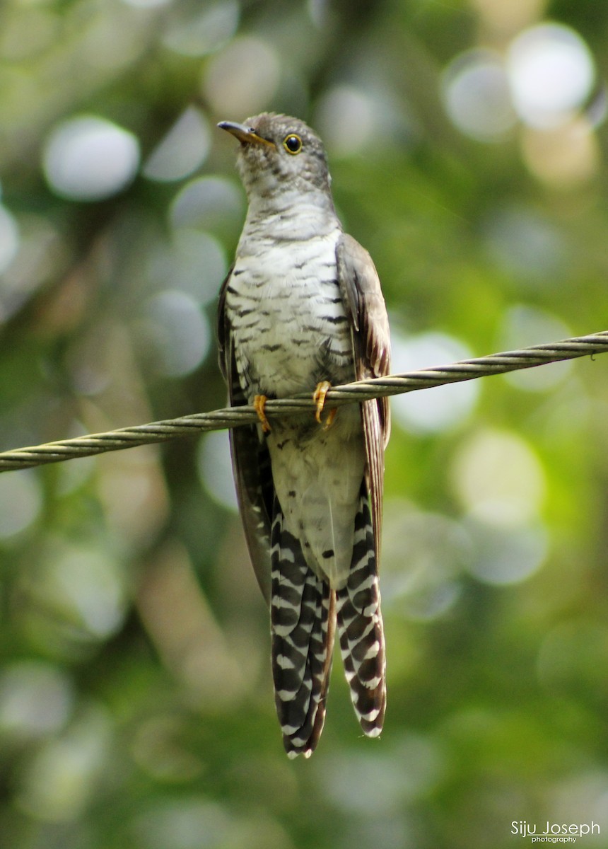 Lesser Cuckoo - Siju Joseph