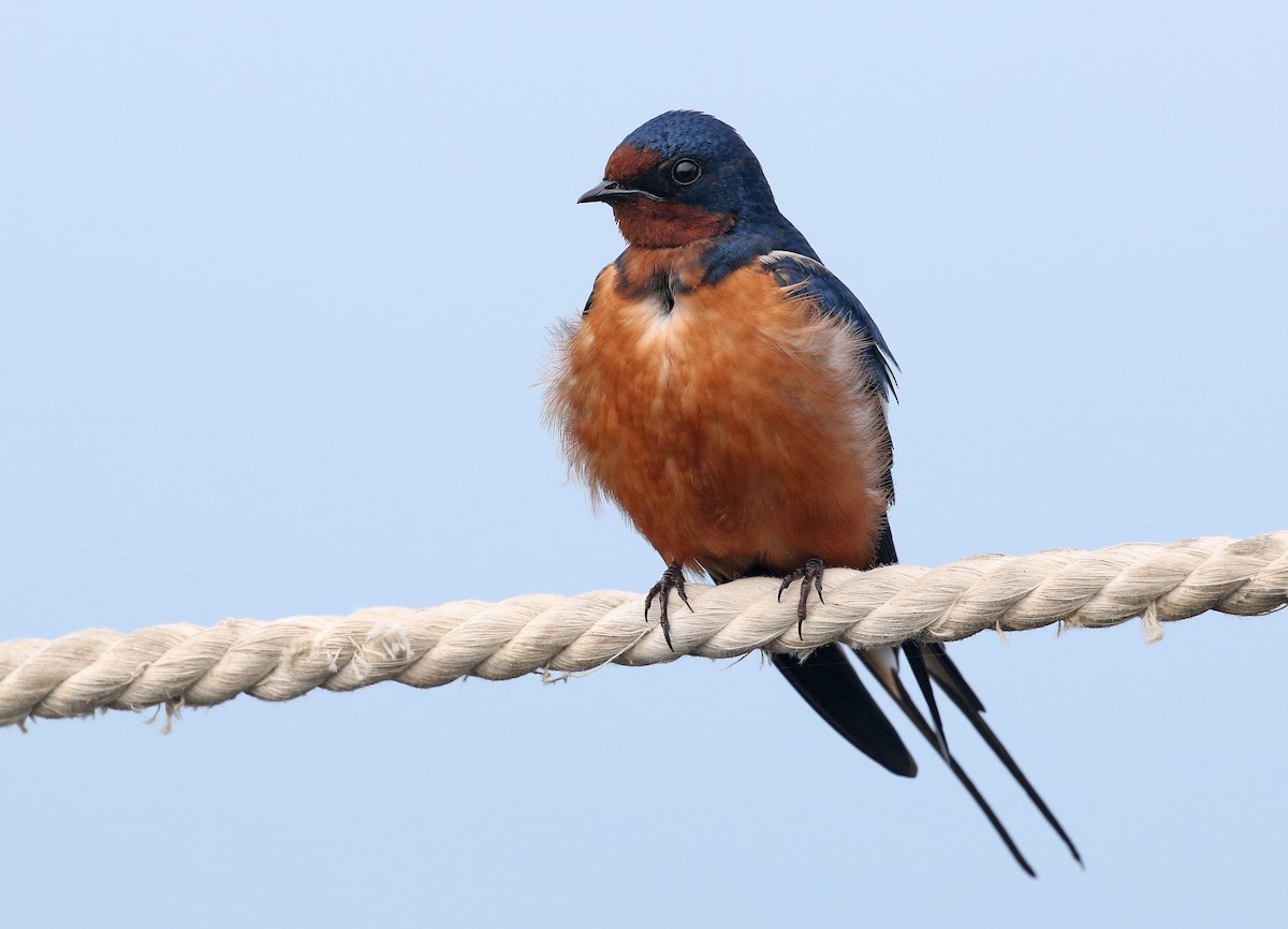 Barn Swallow (Tytler's) - Andrew Spencer