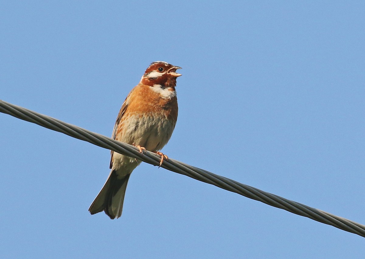 Pine Bunting - Andrew Spencer