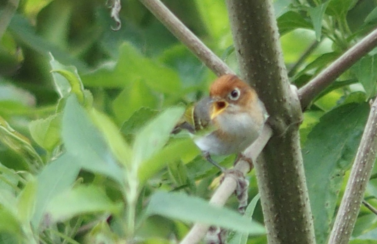 Sunda Warbler - Rick Jacobsen