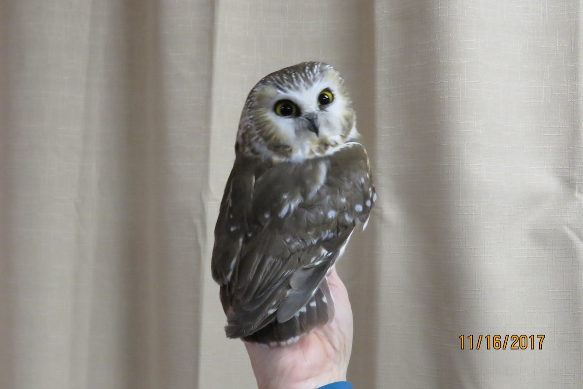 Northern Saw-whet Owl - ML75317161