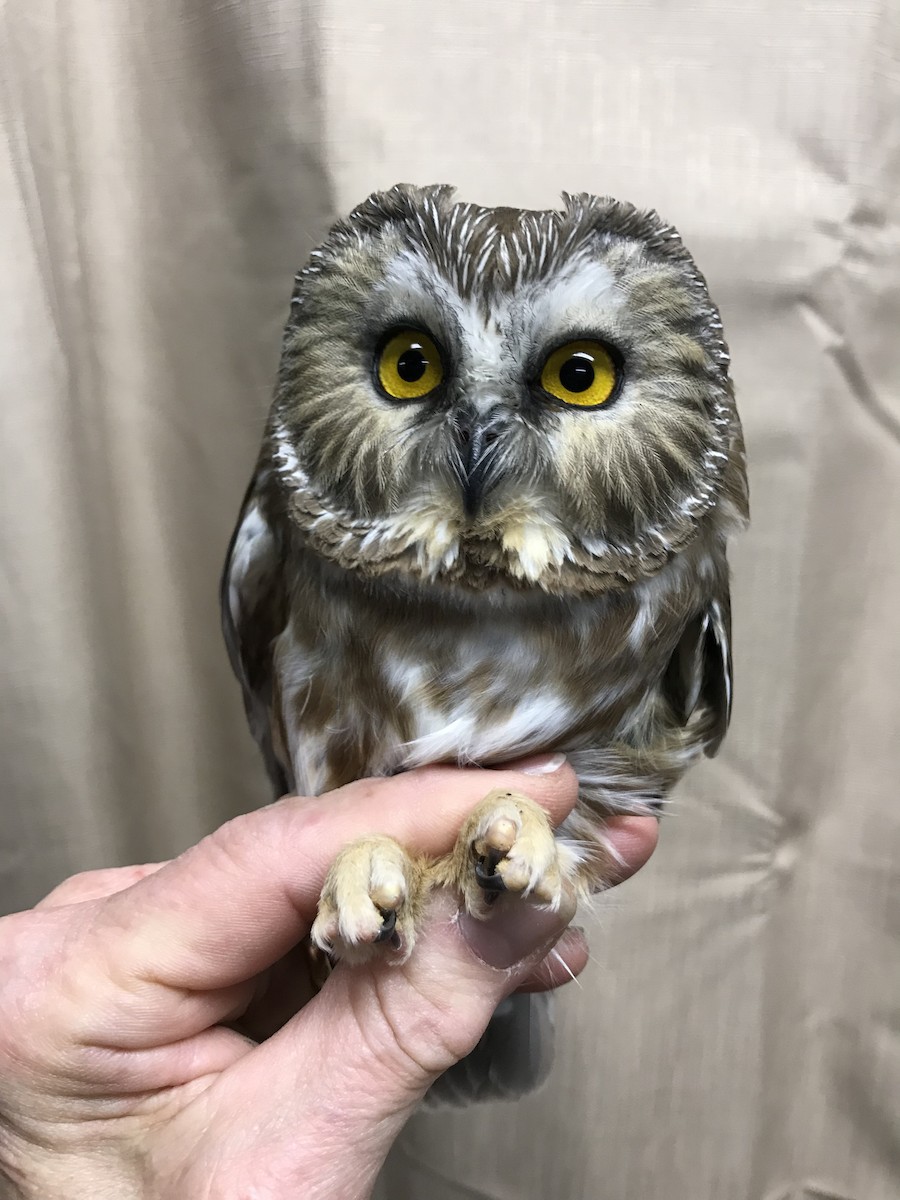Northern Saw-whet Owl - ML75317211