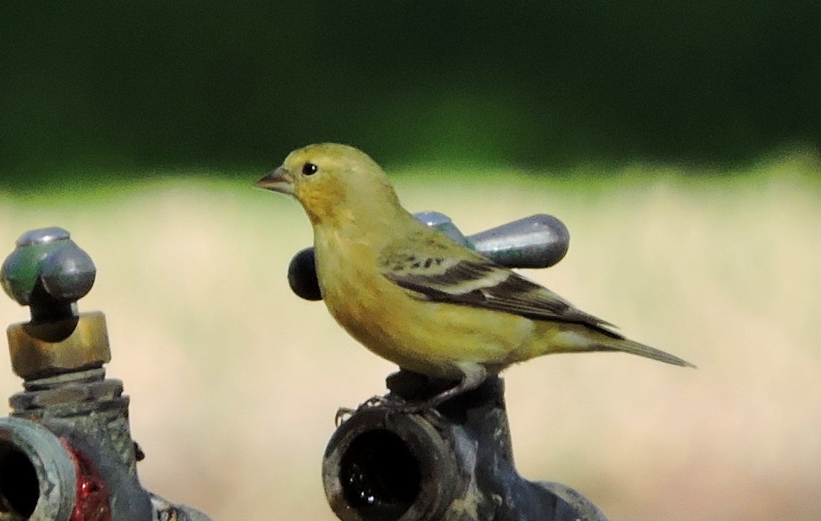 Lesser Goldfinch - ML75317421