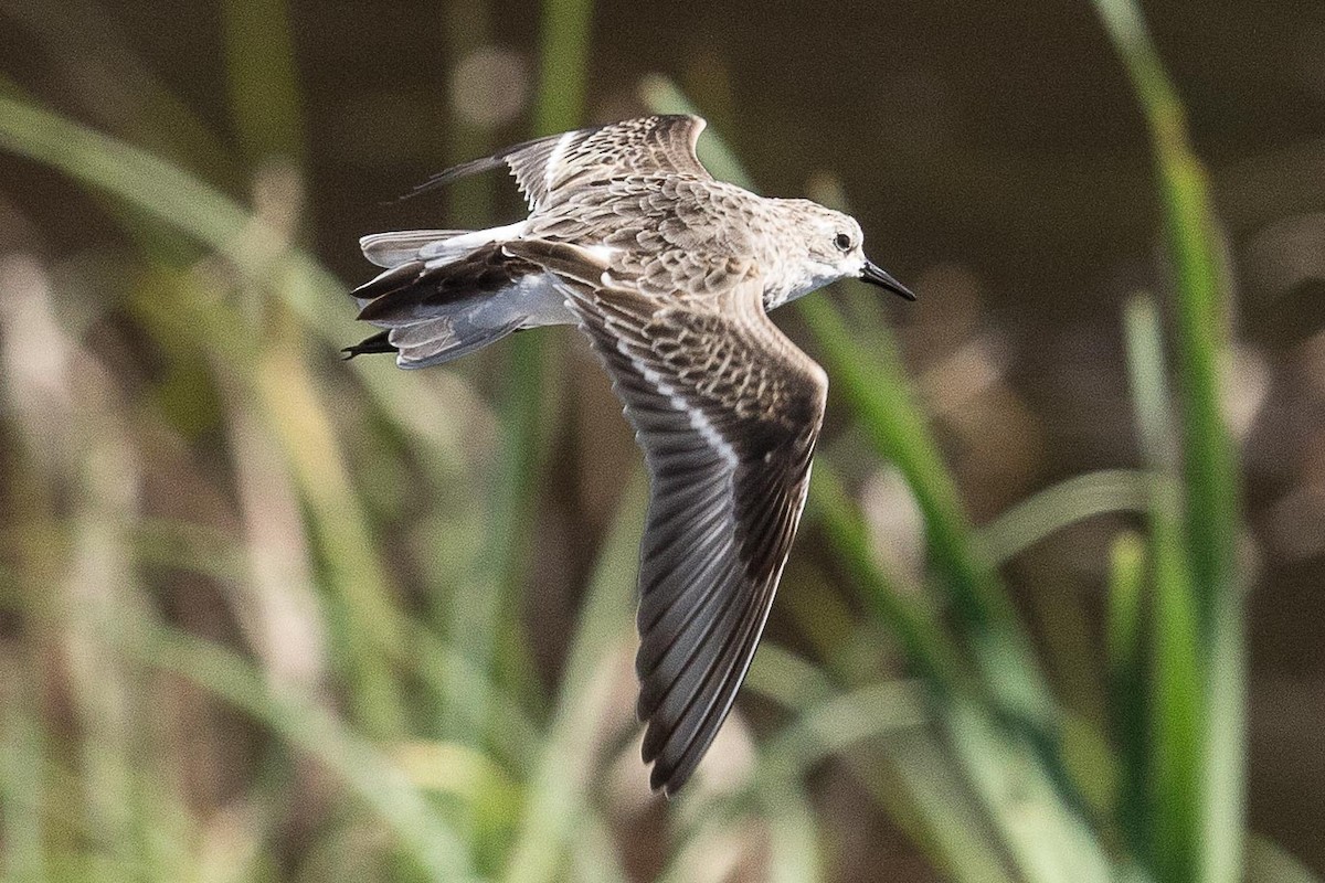 Little Stint - ML75321501