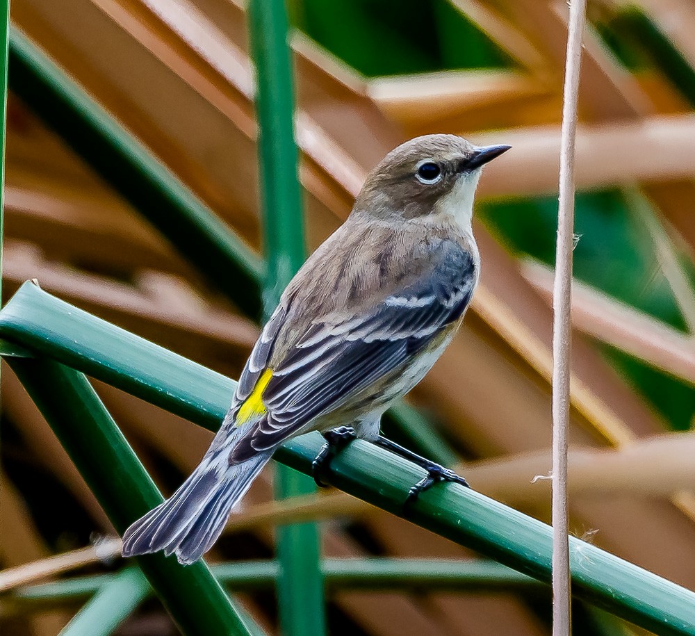 Yellow-rumped Warbler (Myrtle) - Jim Merritt