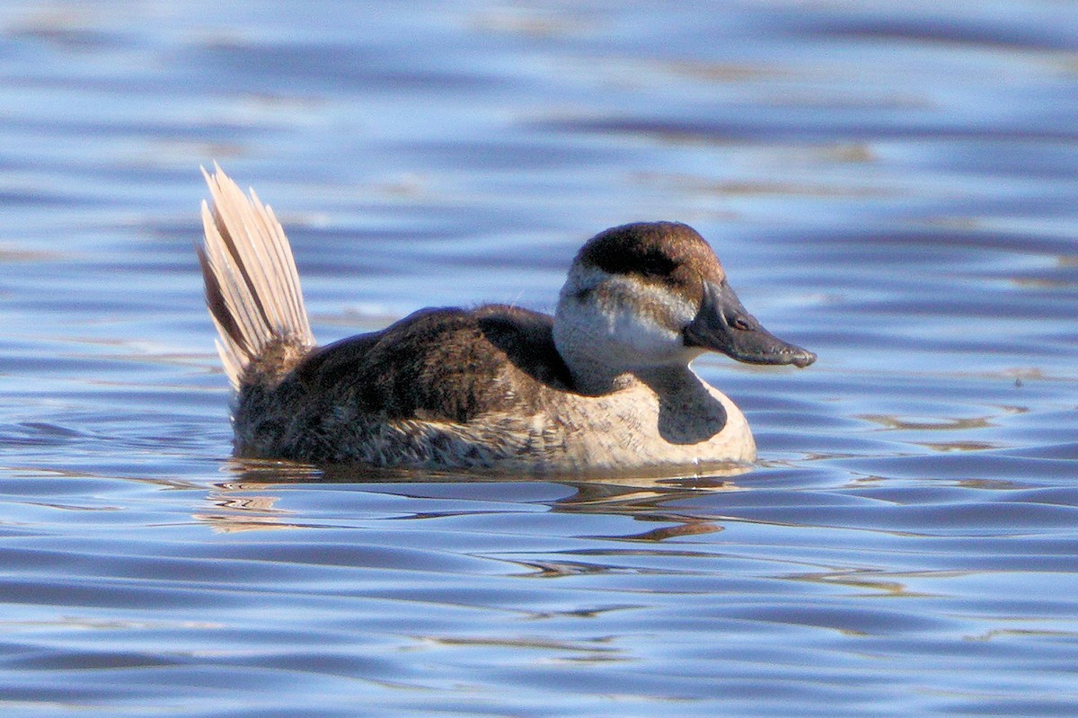 Ruddy Duck - ML75322851