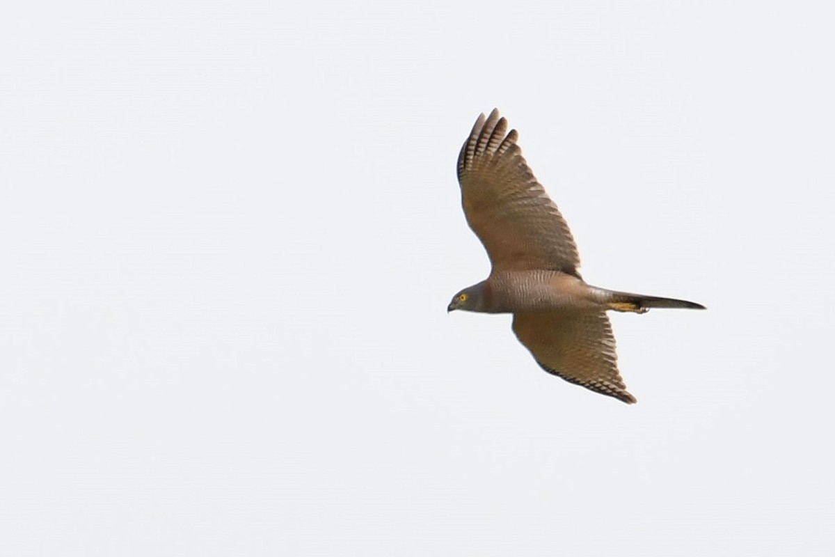 Brown Goshawk - Chris Munson