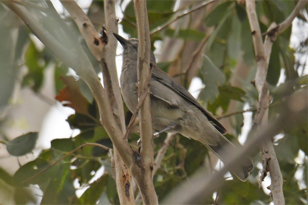 Gray Shrikethrush - ML75323061