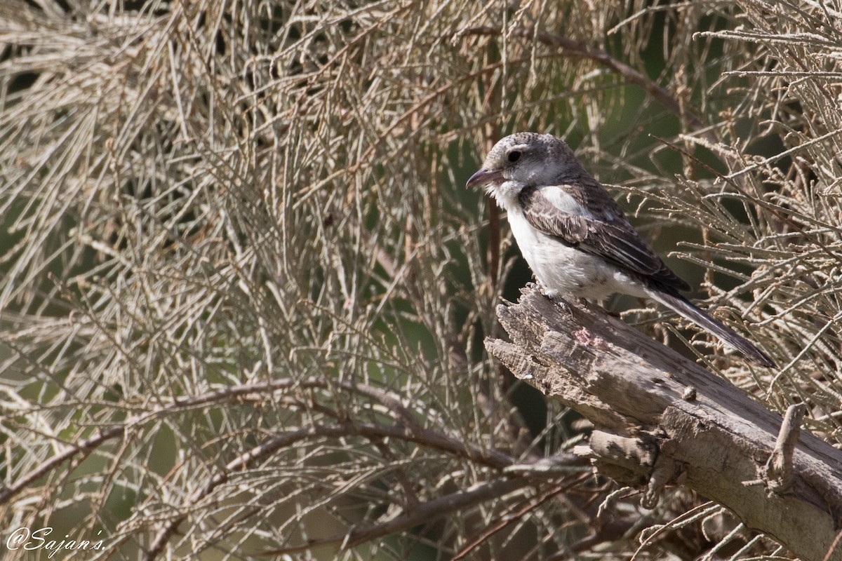 Masked Shrike - ML75324361