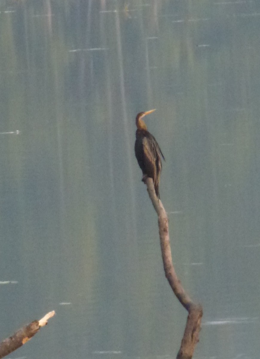 Oriental Darter - ML75324561