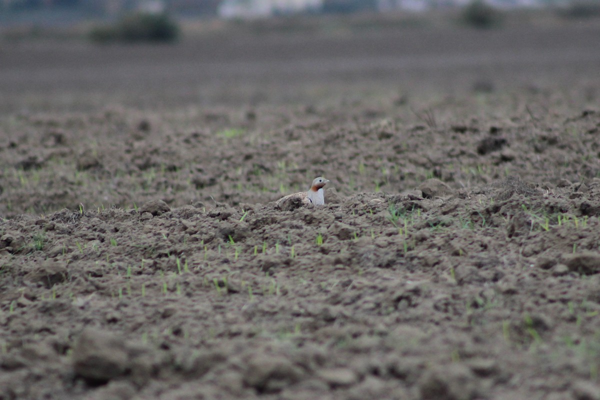 Black-bellied Sandgrouse - ML75325691