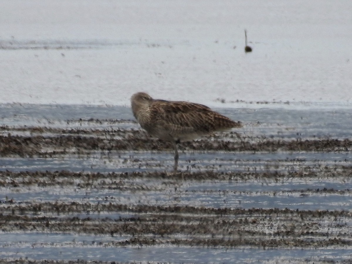 Far Eastern Curlew - Ken Crawley