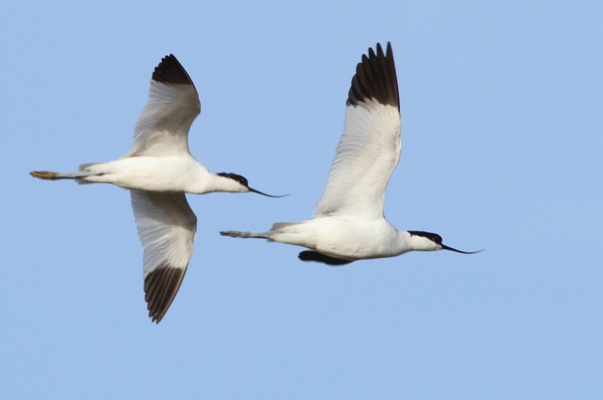 Pied Avocet - ML75326581