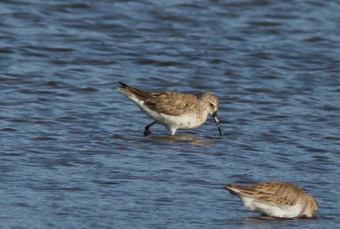 Curlew Sandpiper - ML75326701