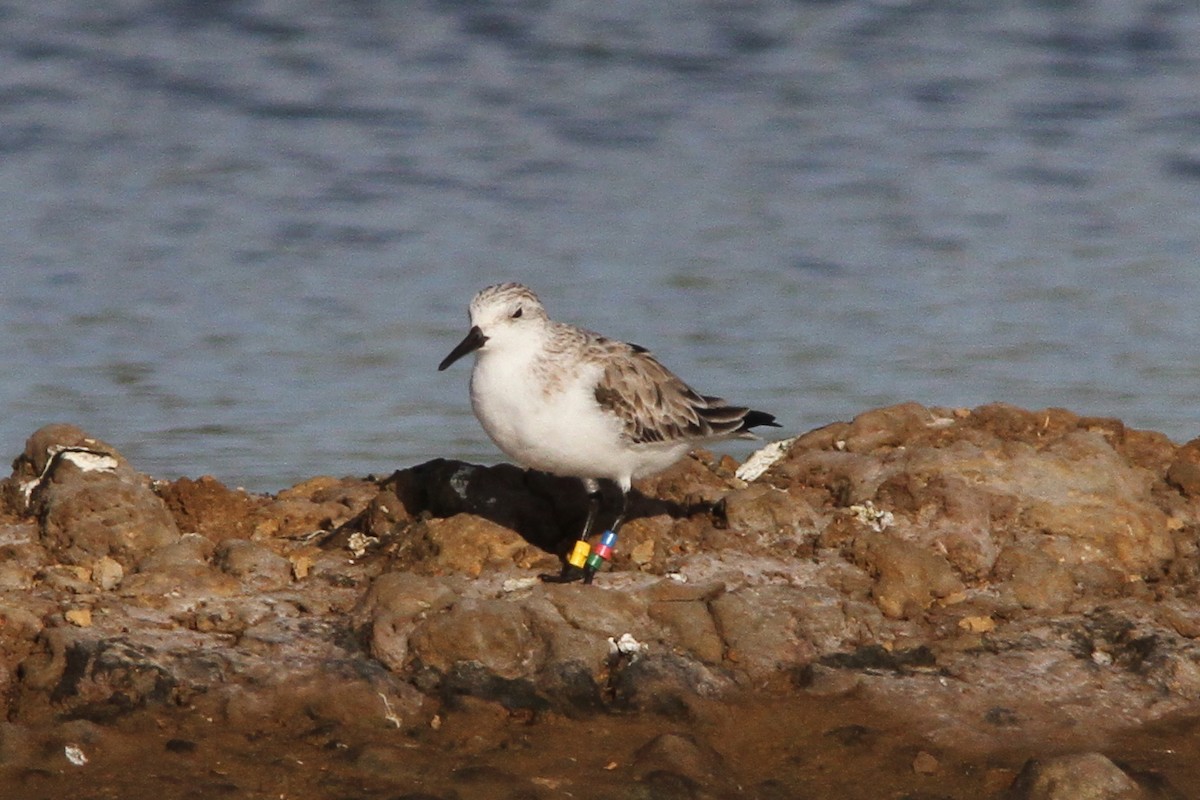 Bécasseau sanderling - ML75326751