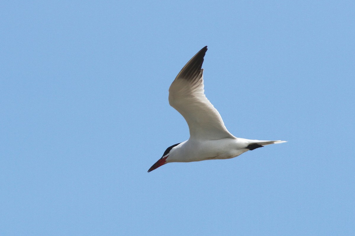 Caspian Tern - John Martin