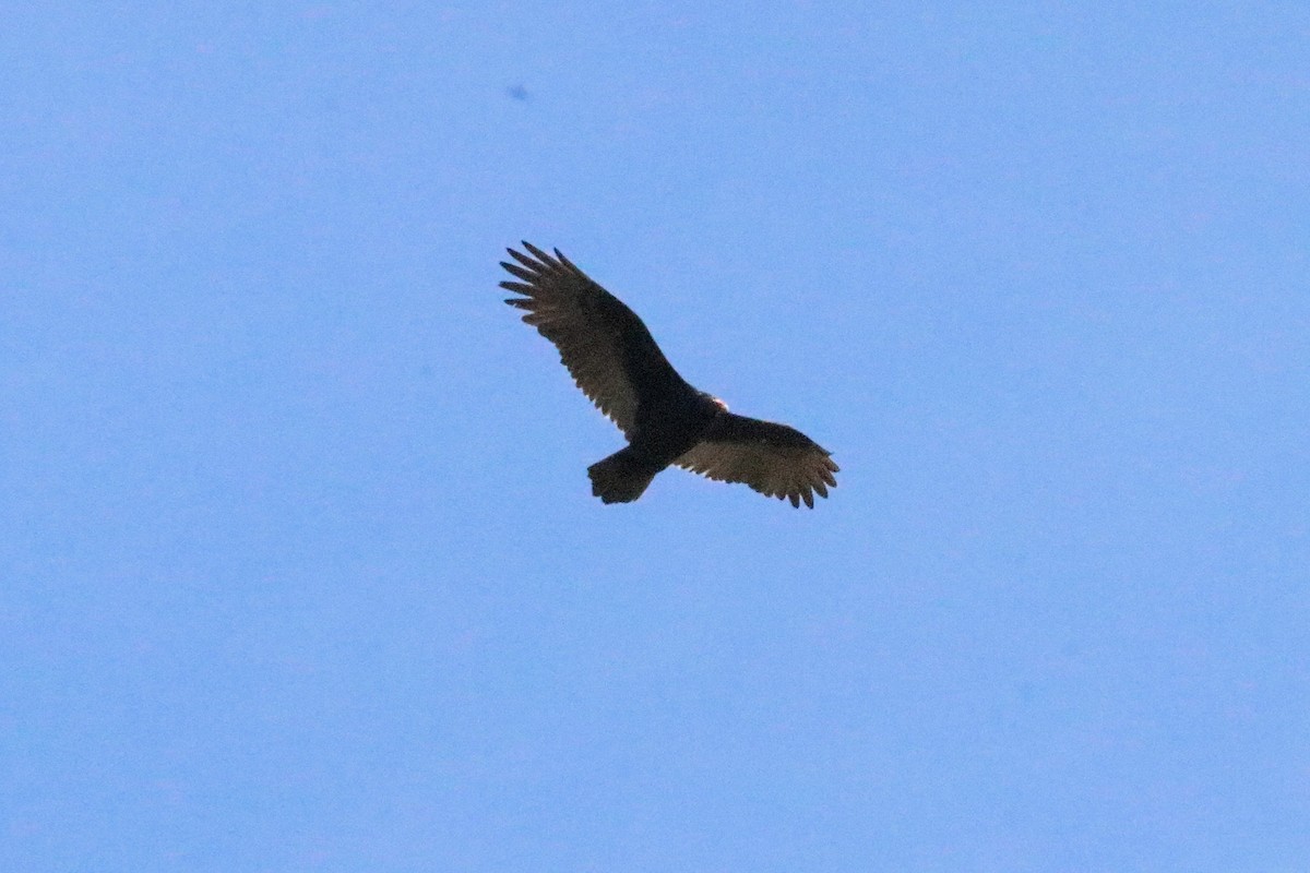 Turkey Vulture - ML75327471