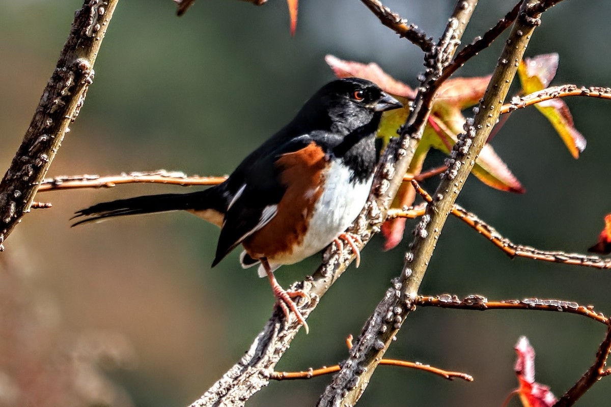 Eastern Towhee - ML75327521