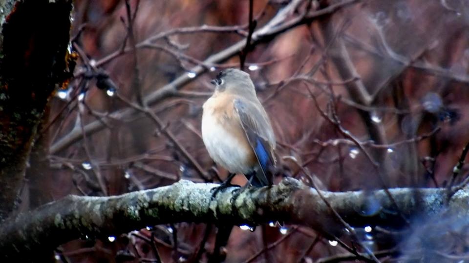 Eastern Bluebird - COG Club des ornithologues de la Gaspésie